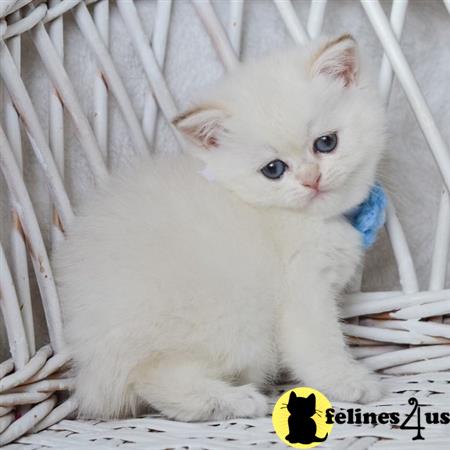 British Shorthair kitten for sale