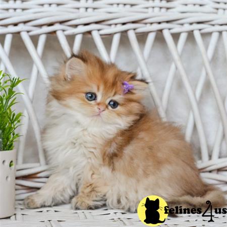 British Shorthair kitten for sale