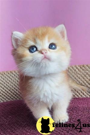 British Shorthair kitten for sale