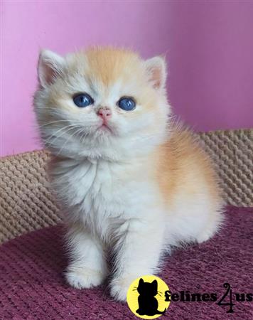 British Shorthair kitten for sale