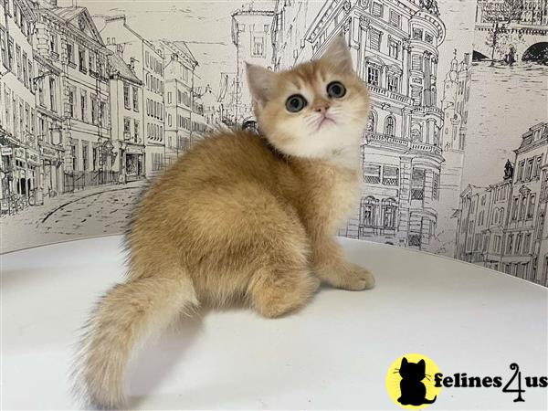 British Shorthair kitten for sale