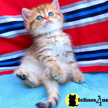 British Shorthair kitten for sale