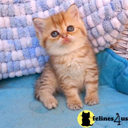 British Shorthair kitten for sale