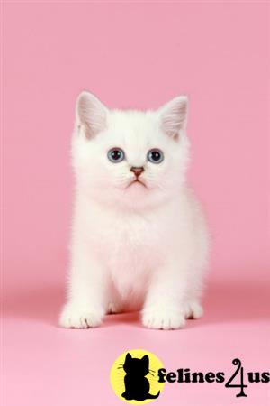 British Shorthair kitten for sale