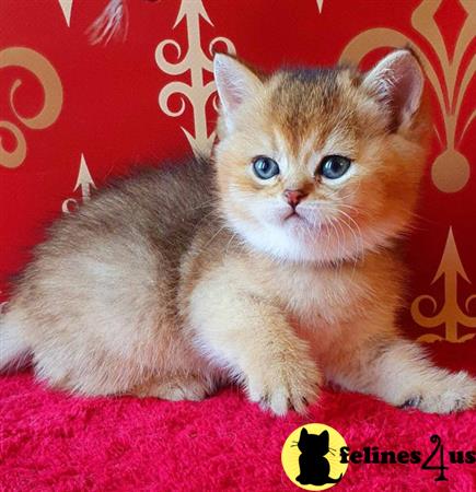 British Shorthair kitten for sale