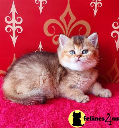 British Shorthair kitten for sale