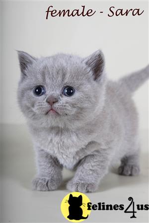 British Shorthair kitten for sale