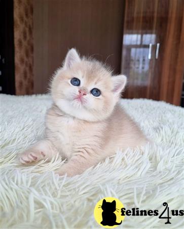 British Shorthair kitten for sale