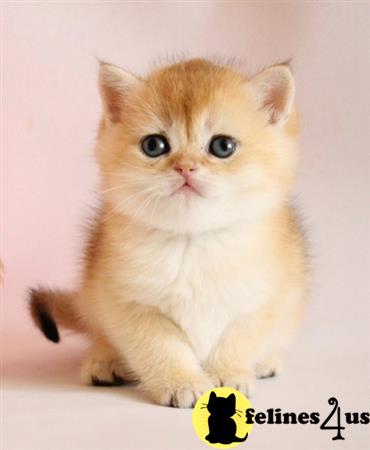 British Shorthair kitten for sale