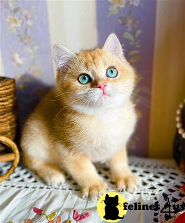 British Shorthair kitten for sale