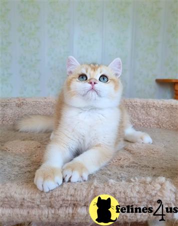 British Shorthair kitten for sale