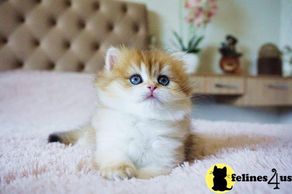 British Shorthair kitten for sale