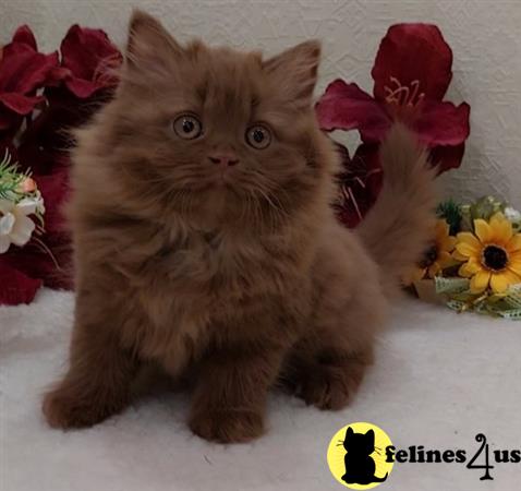 British Shorthair kitten for sale