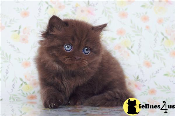 British Shorthair kitten for sale