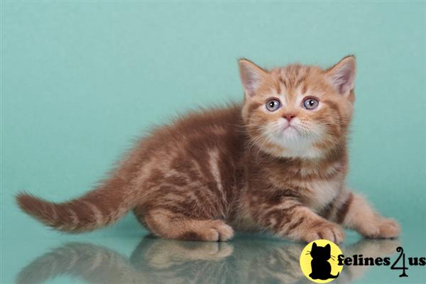 British Shorthair kitten for sale