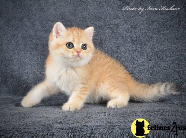 British Shorthair kitten for sale