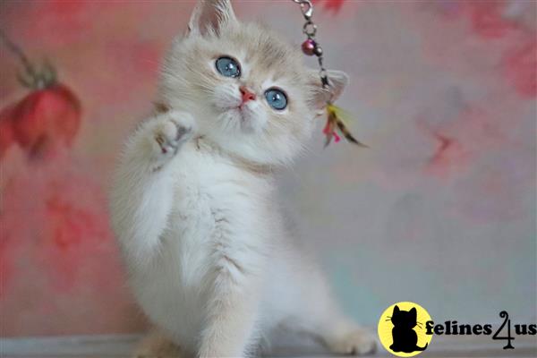 British Shorthair kitten for sale