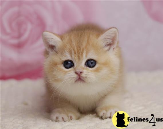 British Shorthair kitten for sale