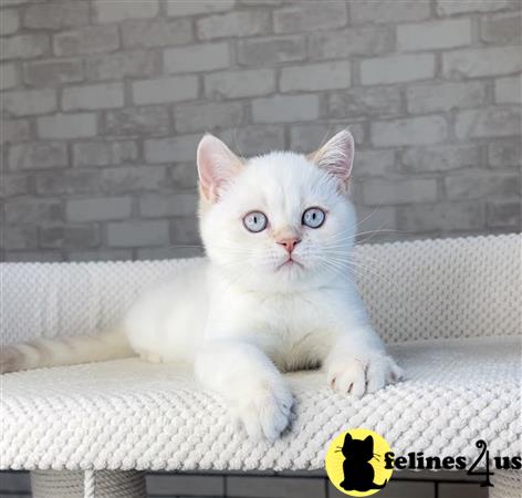 British Shorthair kitten for sale