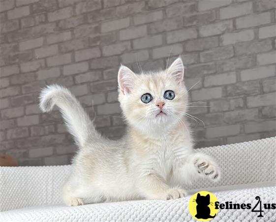 British Shorthair kitten for sale