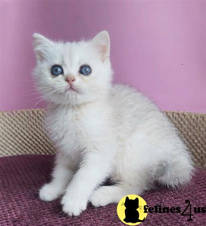 British Shorthair kitten for sale