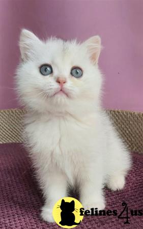 British Shorthair kitten for sale