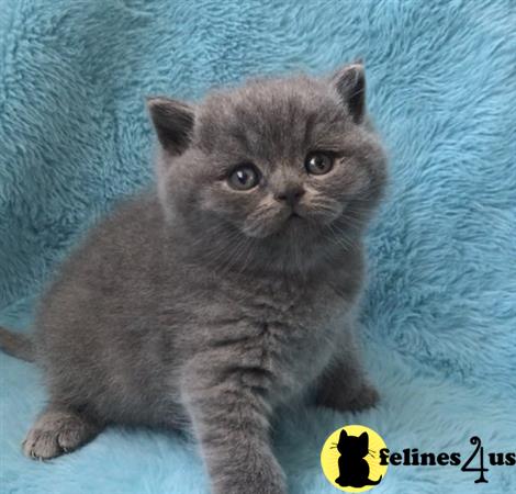 British Shorthair kitten for sale