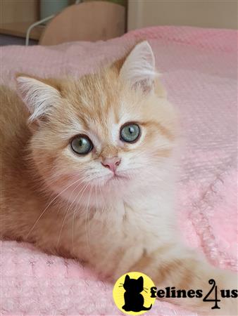 British Shorthair kitten for sale