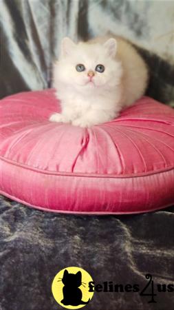 British Shorthair kitten for sale