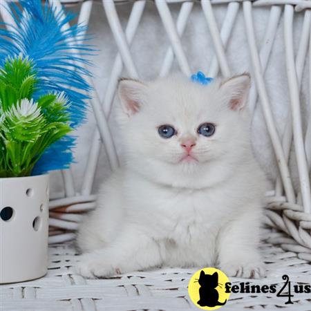 British Shorthair kitten for sale