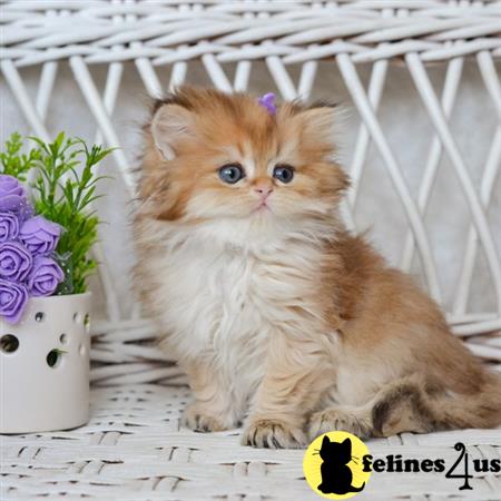 British Shorthair kitten for sale