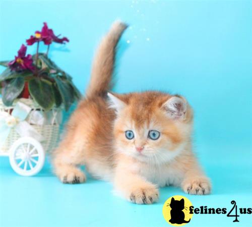 British Shorthair kitten for sale