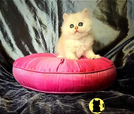 British Shorthair kitten for sale