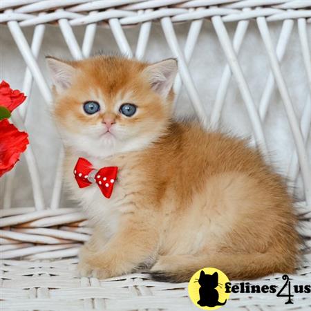 British Shorthair kitten for sale