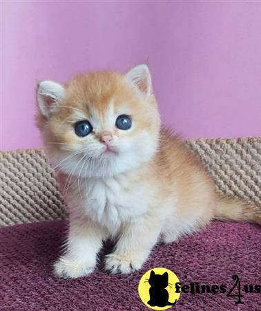 British Shorthair kitten for sale