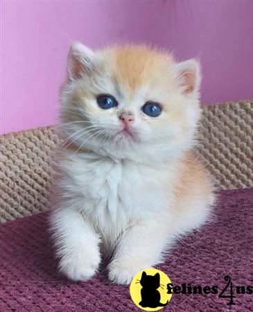 British Shorthair kitten for sale