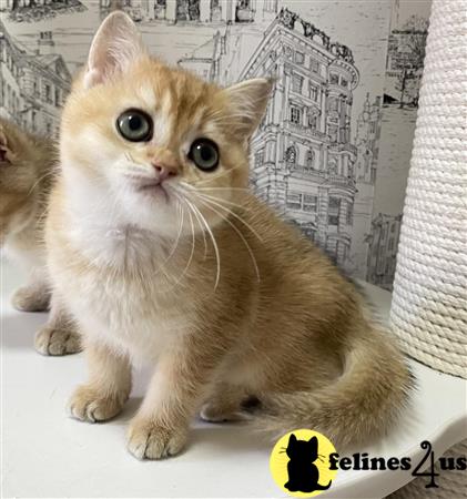 British Shorthair kitten for sale