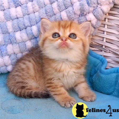 British Shorthair kitten for sale