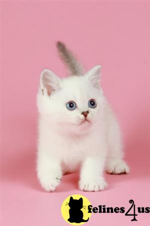 British Shorthair kitten for sale