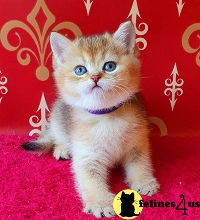 British Shorthair kitten for sale