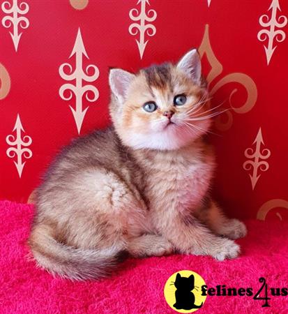 British Shorthair kitten for sale