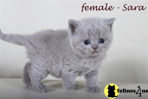 British Shorthair kitten for sale