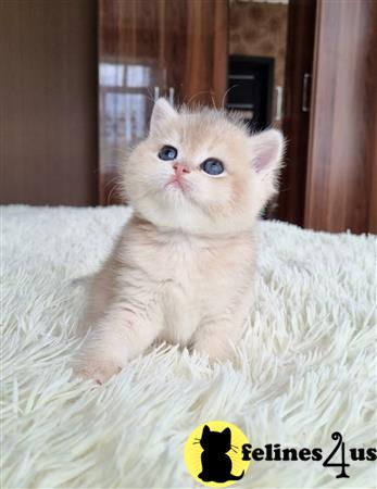 British Shorthair kitten for sale