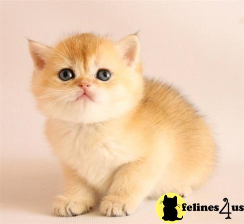 British Shorthair kitten for sale