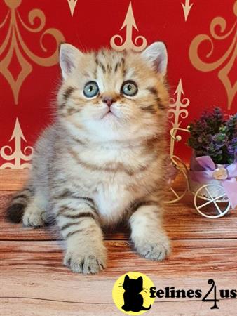 British Shorthair kitten for sale