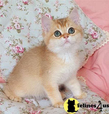 British Shorthair kitten for sale