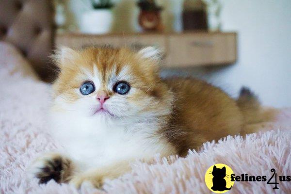 British Shorthair kitten for sale