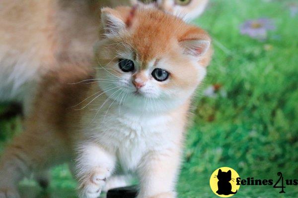 British Shorthair kitten for sale