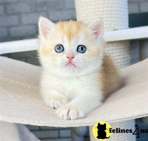 British Shorthair kitten for sale