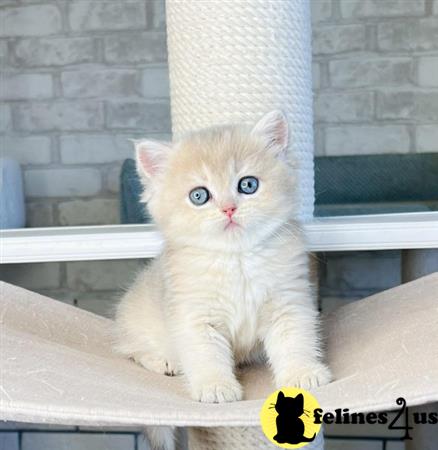 British Shorthair kitten for sale